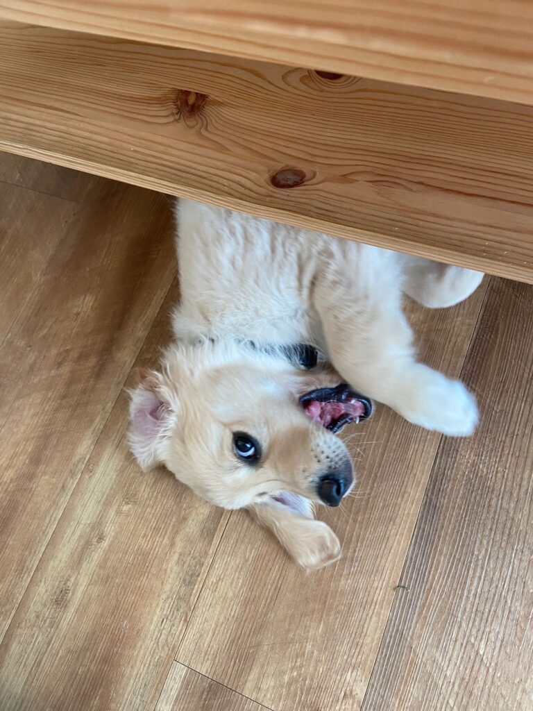 Golden-Retriever-Hündin Lotti im Praxisalltag