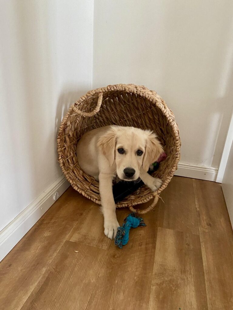 Lotti, die Golden-Retriever-Hündin, in der Praxis