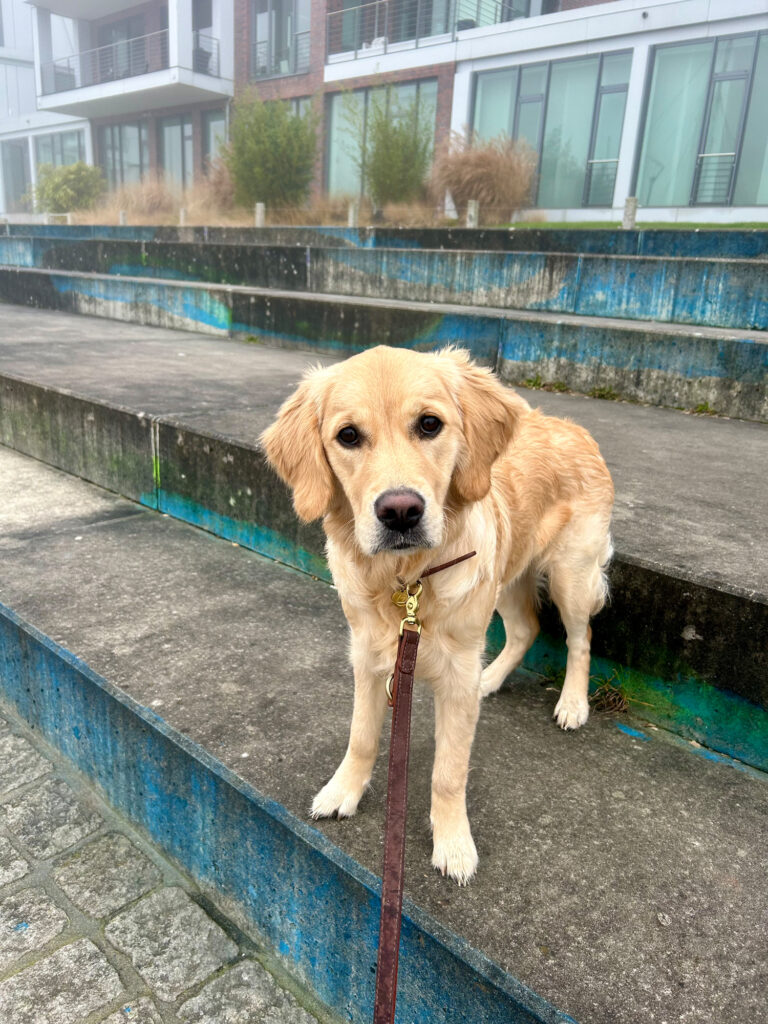 Golden Retriever Lotti in der Praxis für Lerntherapie